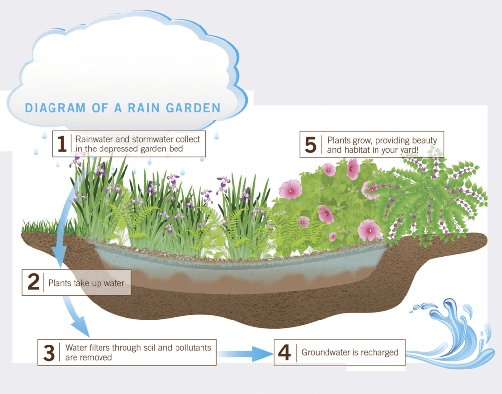 دورة الحديقة المطرية (Rain Garden): تستقبل الأحواض النباتية مياه السيول السطحية، لتبطئ جريانها وترشح الملوثات عبر طبقات التربة، مما يسمح بإعادة تغذية الخزان الجوفي طبيعياً بدلاً من إرهاق شبكات الصرف.
